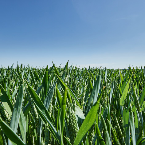 ASR Landelijk Vastgoed Agrarische Grondwaarde Erfpacht