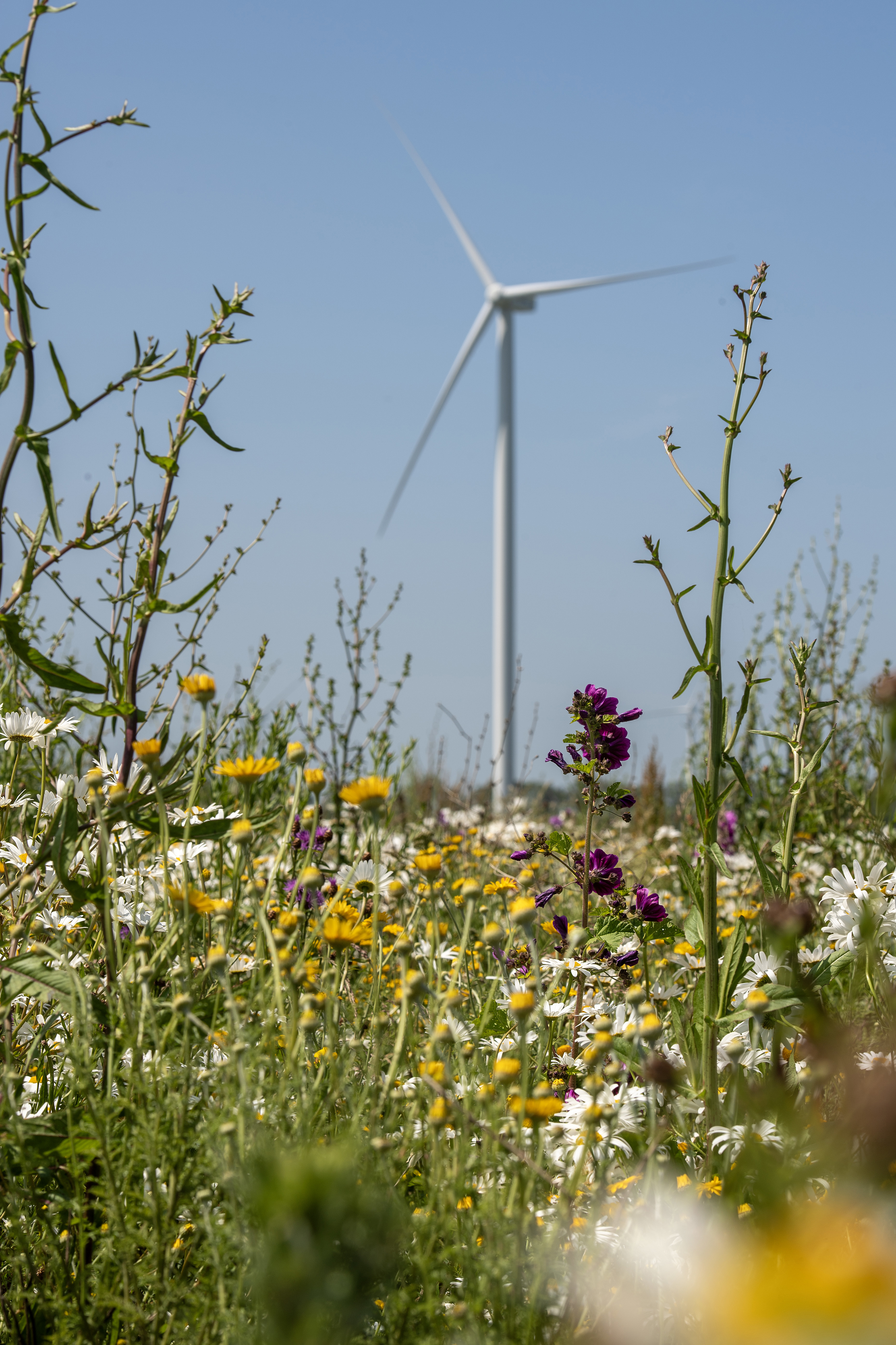 Op deze slide wordt getoond 069Rd Windpark Vattenfall Asr.