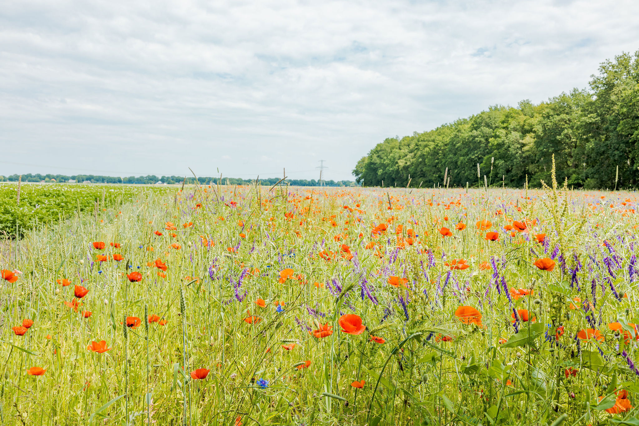 bloemen op landbouwgrond rood en paars